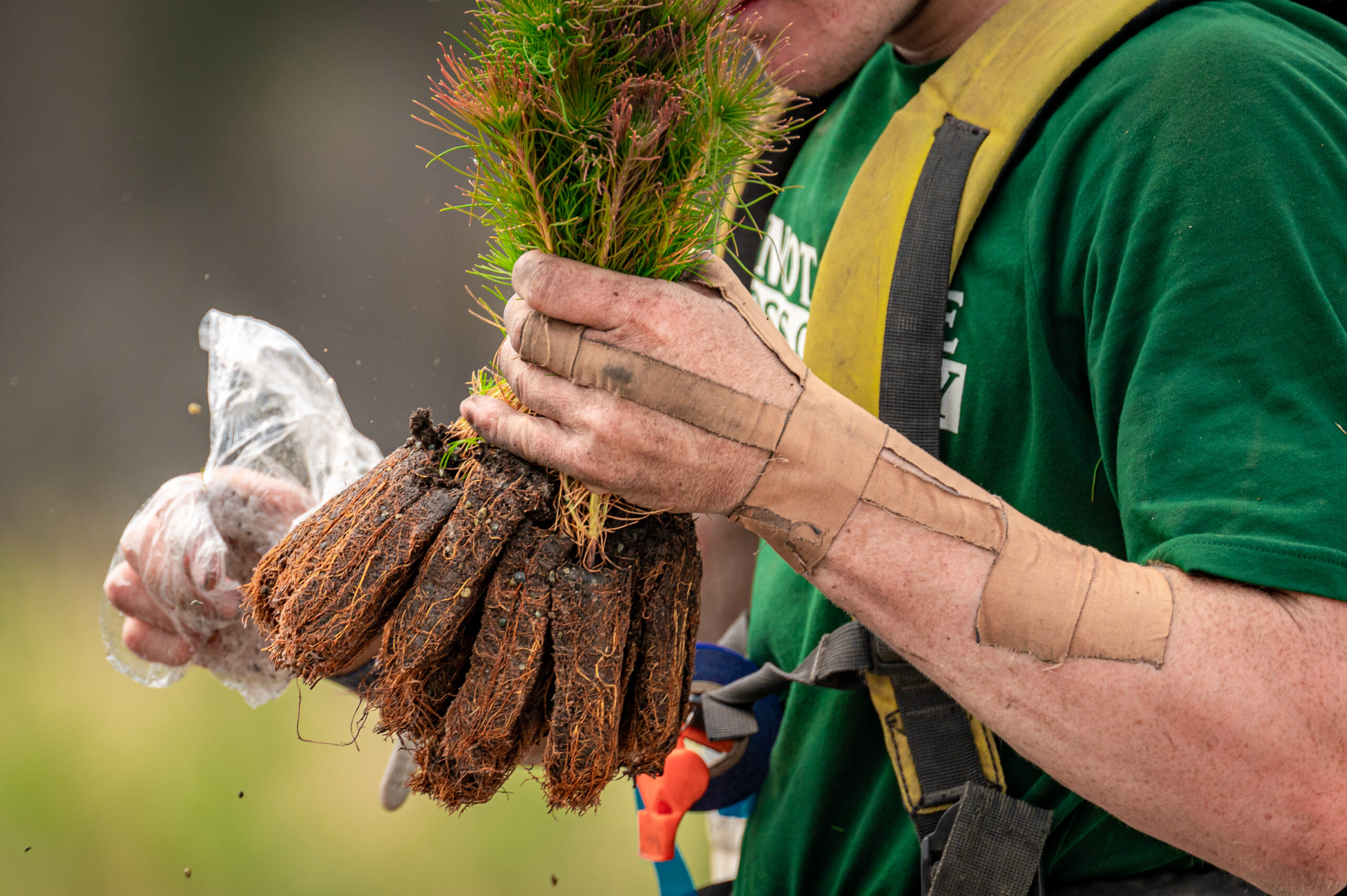 Plant A Tree | BGPP
