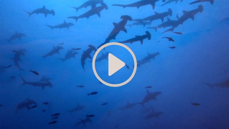 shark water 2